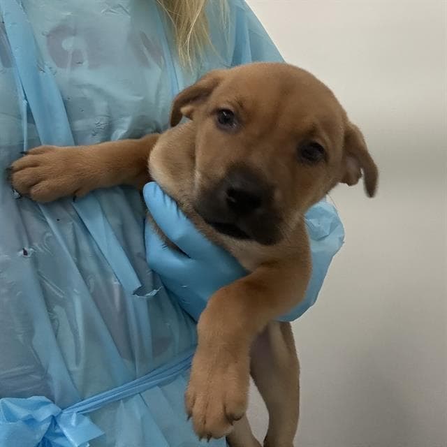 Unknown - American Staffordshire Terrier