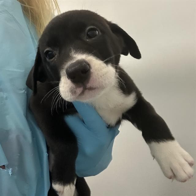 Unknown - American Staffordshire Terrier