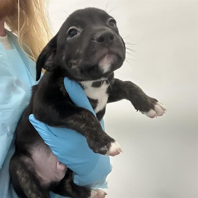 Unknown - American Staffordshire Terrier