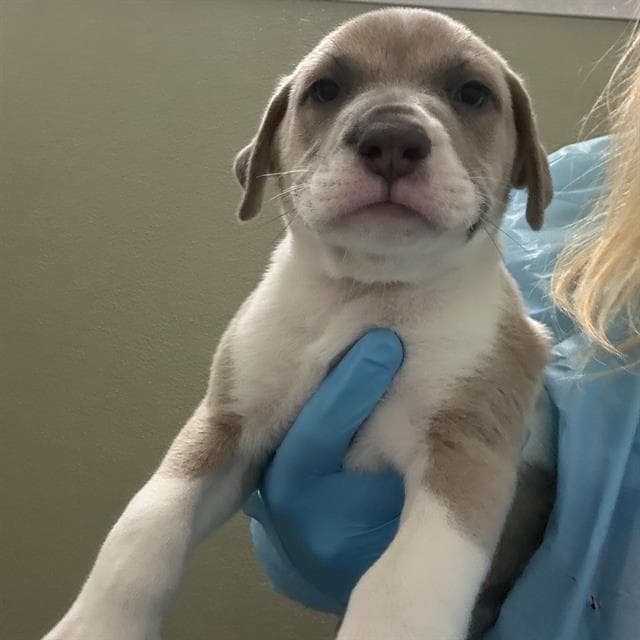 Unknown - American Staffordshire Terrier