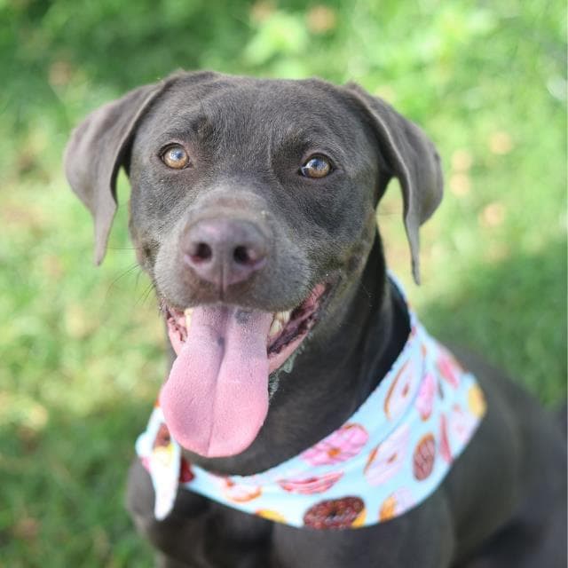 Obi Wan - Weimaraner