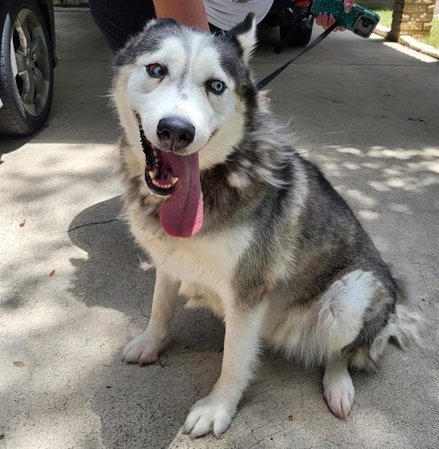 Luna - Husky