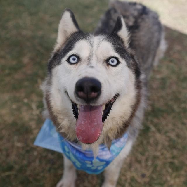 Luna - Husky