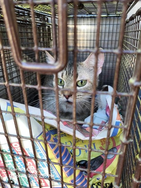 Unknown - Domestic Short Hair