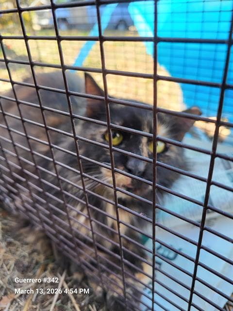 Unknown - Domestic Short Hair
