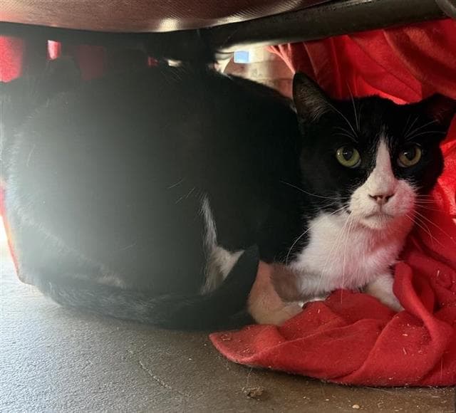 Unknown - Domestic Short Hair