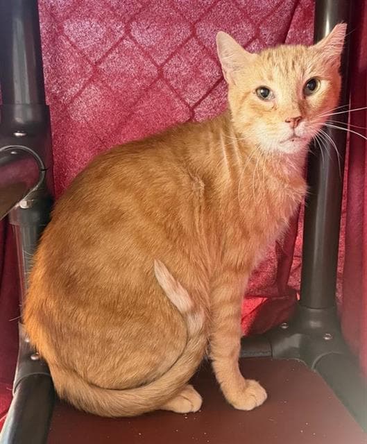Unknown - Domestic Short Hair