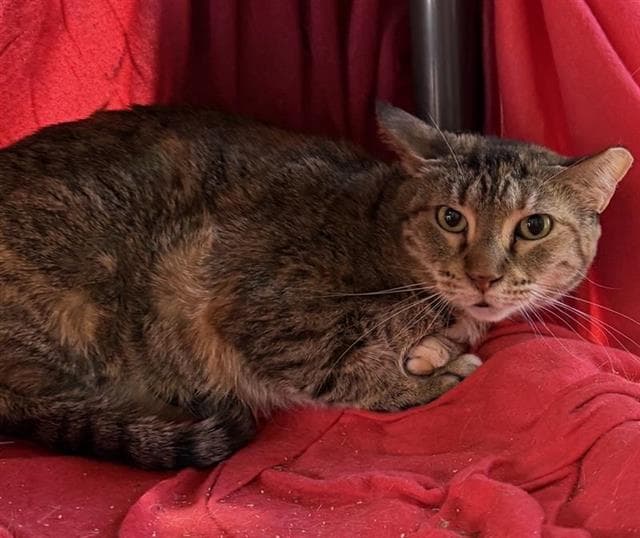 Unknown - Domestic Short Hair