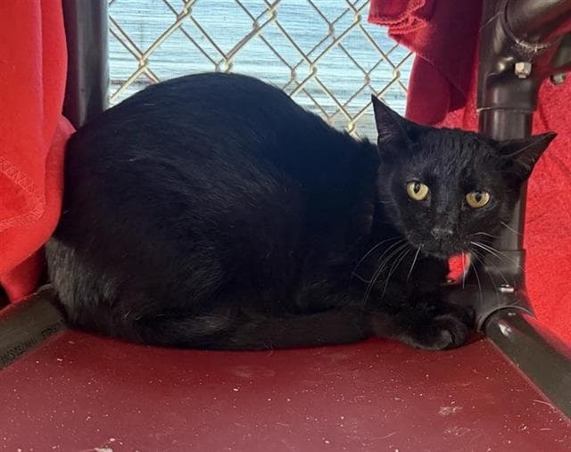 Unknown - Domestic Short Hair
