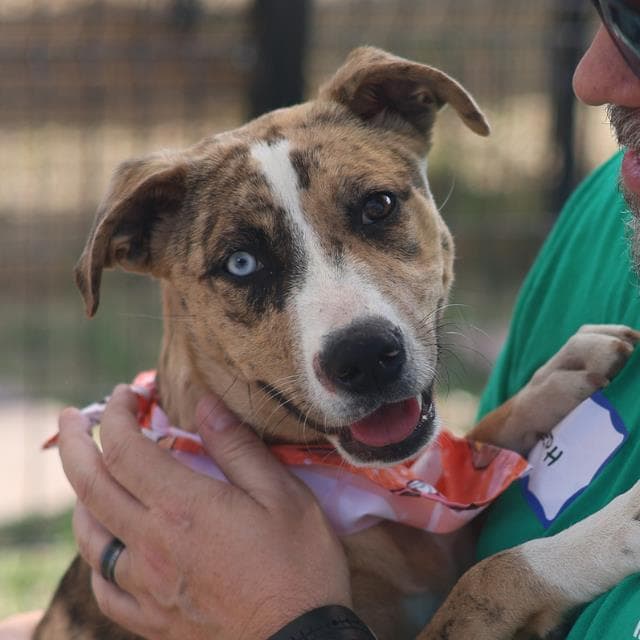 Amilie - Catahoula Leopard Dog