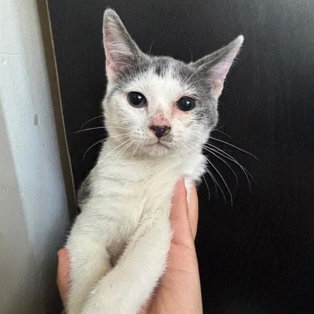 Possum - Domestic Short Hair