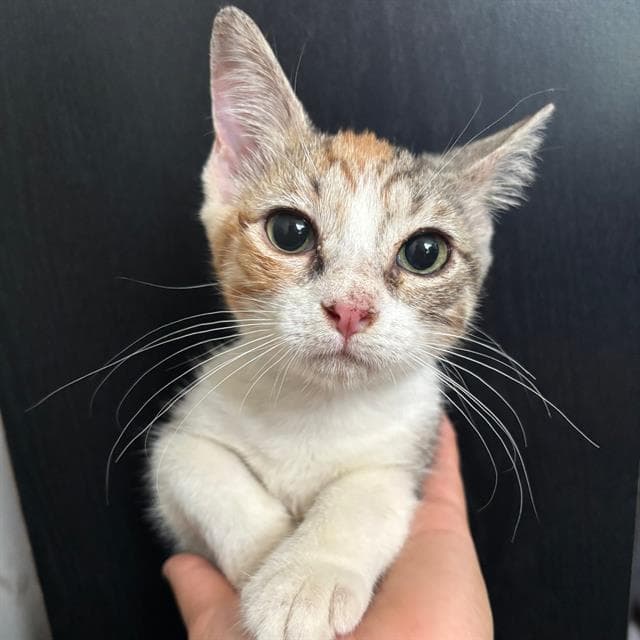 Skunk - Domestic Short Hair