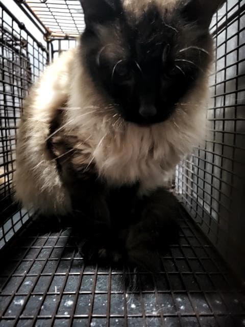 Yasushi - Siamese