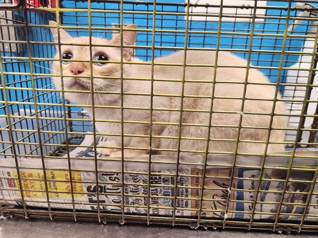 Sierra - Domestic Short Hair