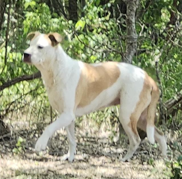 Pearl - American Staffordshire Terrier