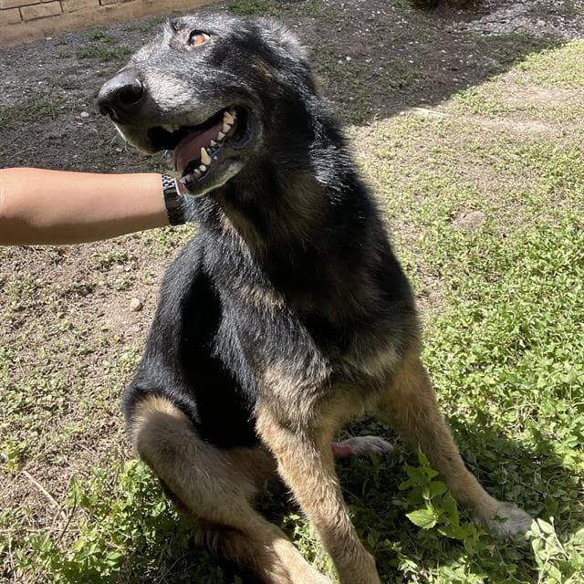 Marcus - German Shepherd Dog