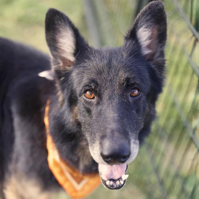 Marcus - German Shepherd Dog