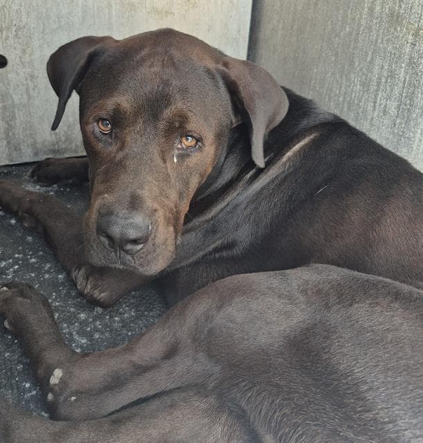 Gordon - Labrador Retriever