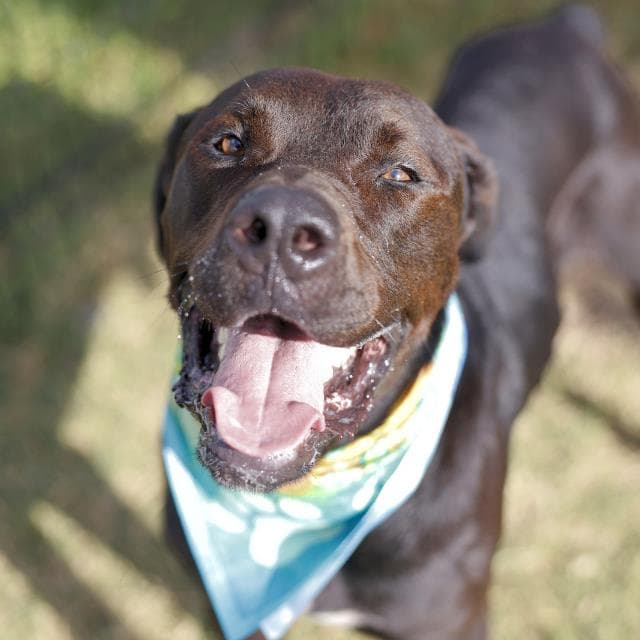 Gordon - Mastiff