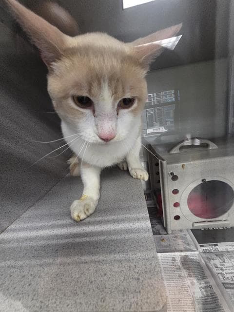 Unknown - Domestic Short Hair