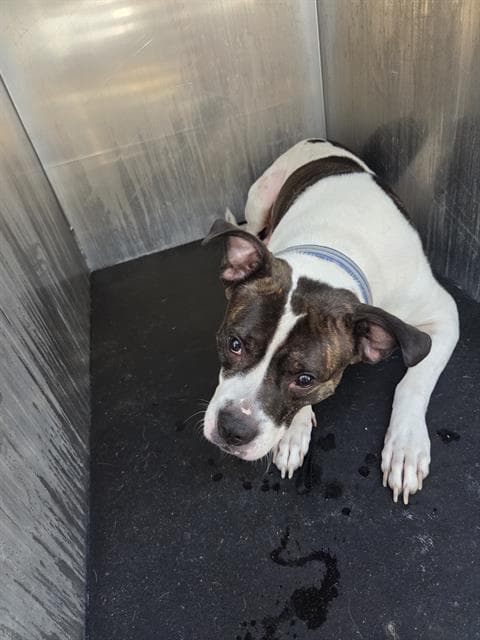 Unknown - American Staffordshire Terrier