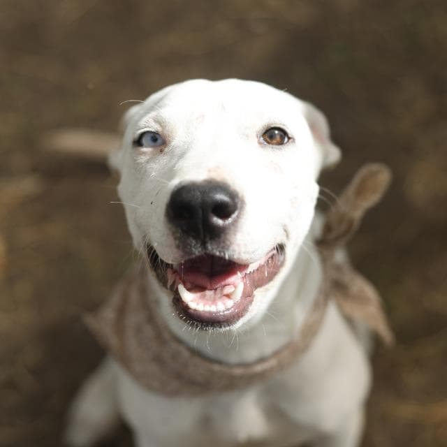 Puppy - American Staffordshire Terrier