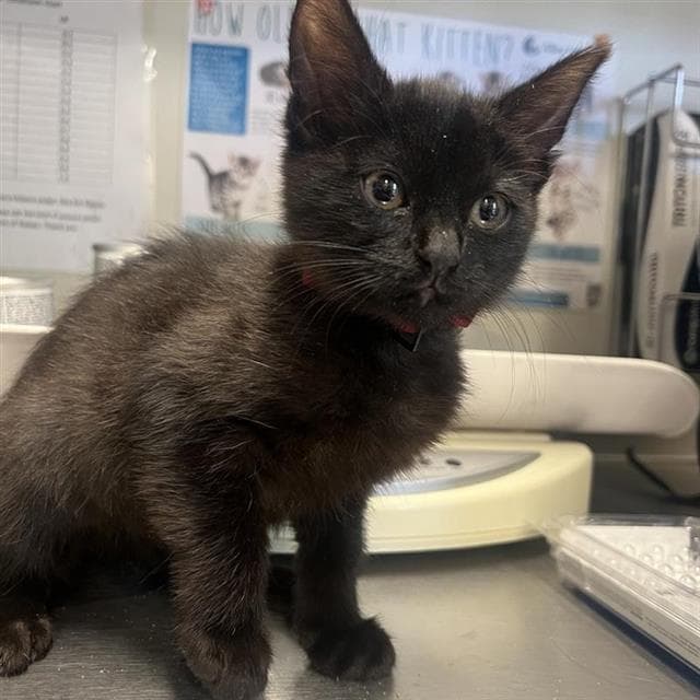 Maple - Domestic Short Hair