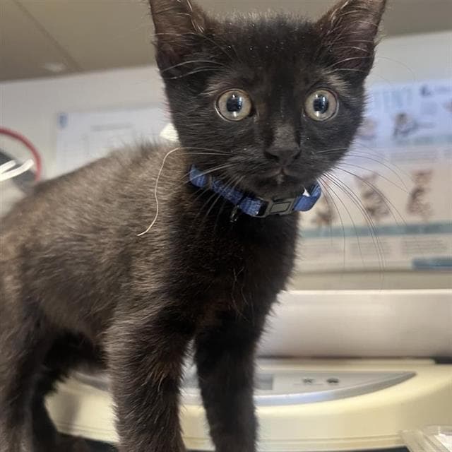 Blueberry - Domestic Short Hair