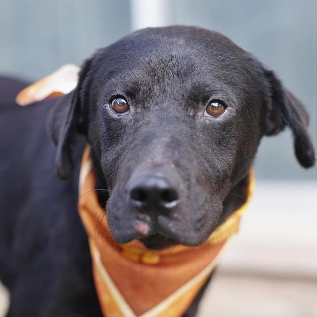 Skipper - Labrador Retriever