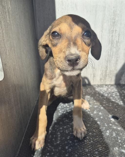 Karina - Black Mouth Cur