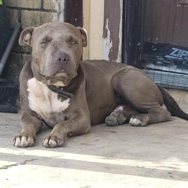 Prince - American Staffordshire Terrier