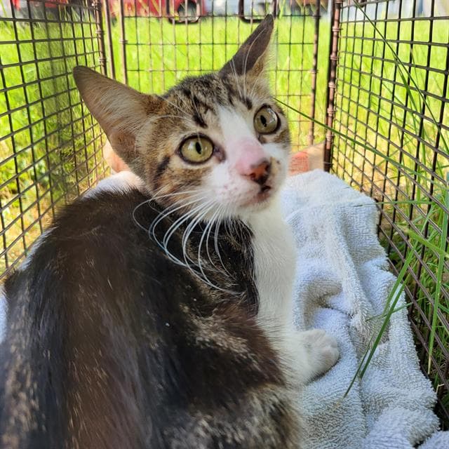 Lily Love - Domestic Short Hair