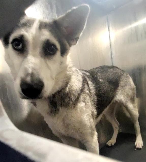 Muffin - Husky