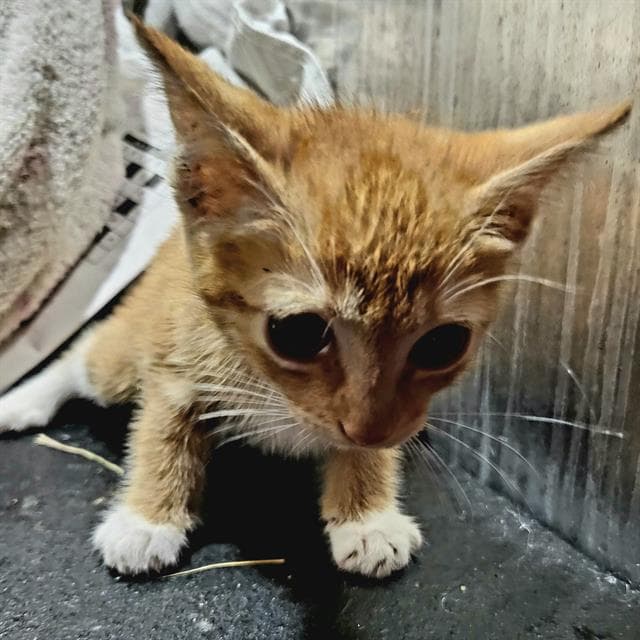 Tuna - Domestic Short Hair