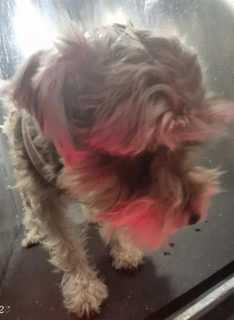 Unknown - Miniature Schnauzer