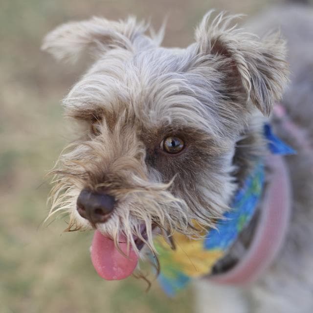 Unknown - Miniature Schnauzer