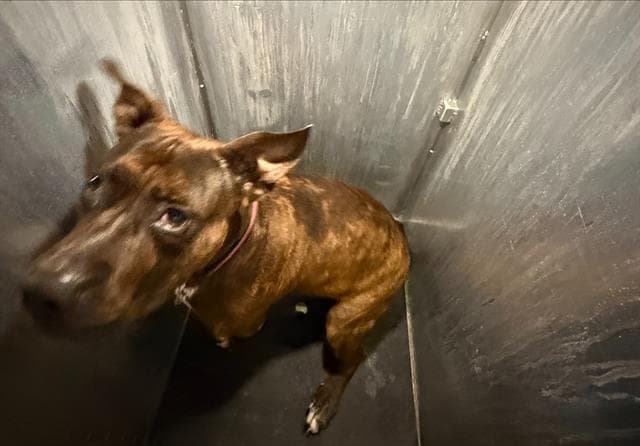 Charlene - American Staffordshire Terrier