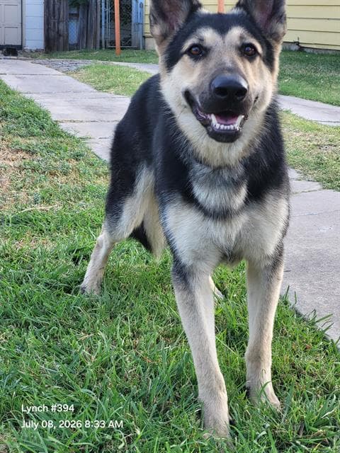 Rio - German Shepherd Dog