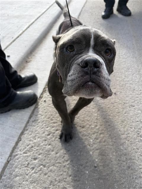 Packer - American Staffordshire Terrier