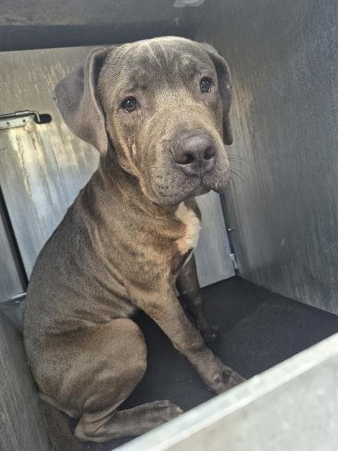 Bay - American Staffordshire Terrier