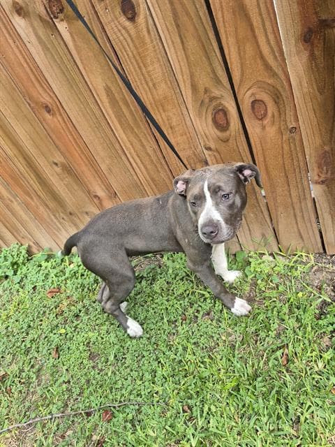 Max - American Staffordshire Terrier