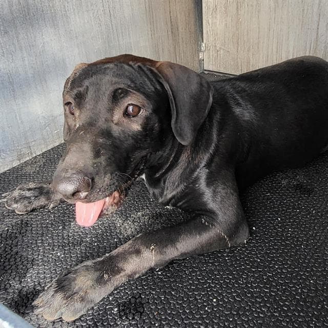 Dabney - Labrador Retriever