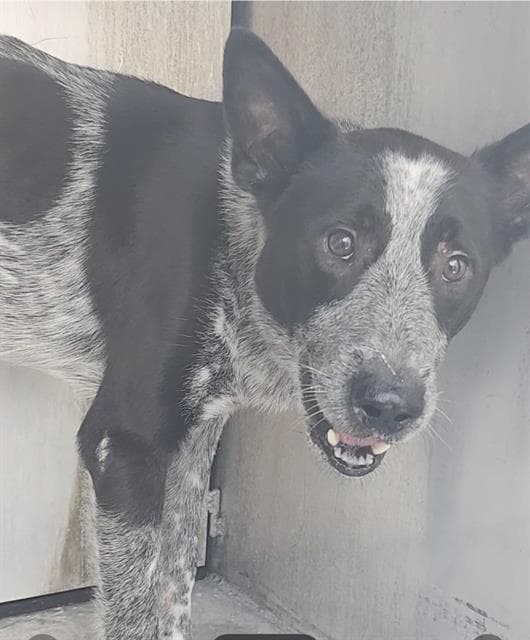 Grant - Australian Cattle Dog/Blue Heeler