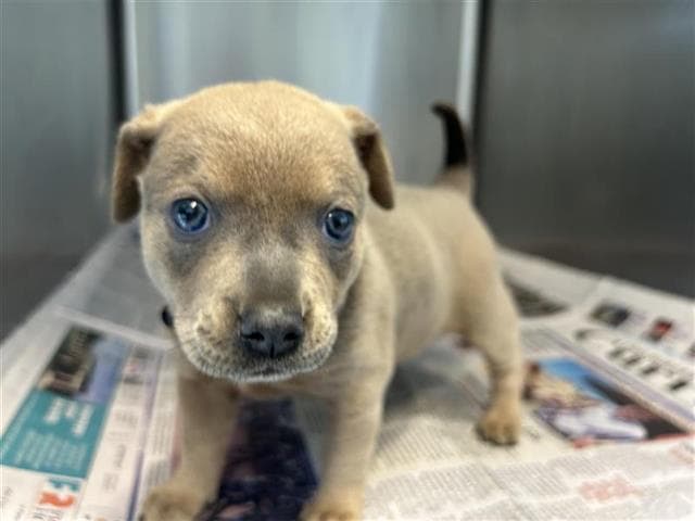 Coraline - Labrador Retriever