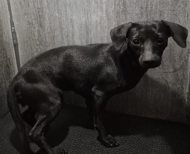 Unknown - Chihuahua