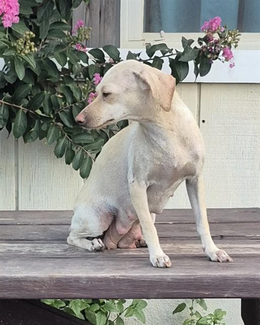 Unknown - Chihuahua