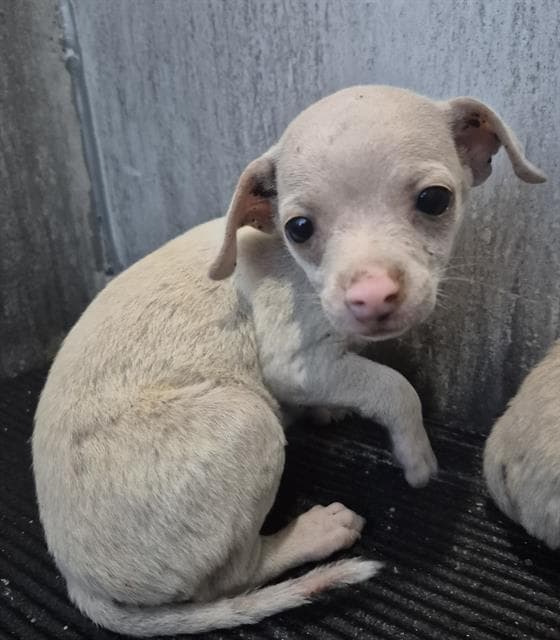 Unknown - Chihuahua