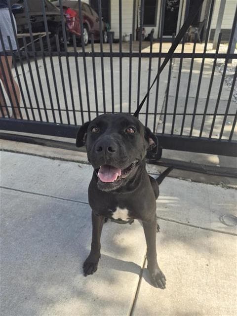 Moonlight - Labrador Retriever