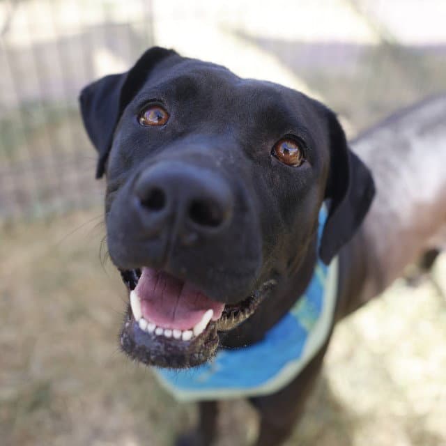 Moonlight - Labrador Retriever