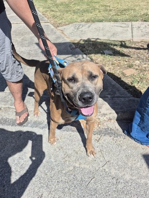 Duke - American Staffordshire Terrier